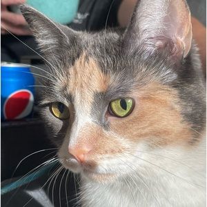 Meet your Posher, Ruby